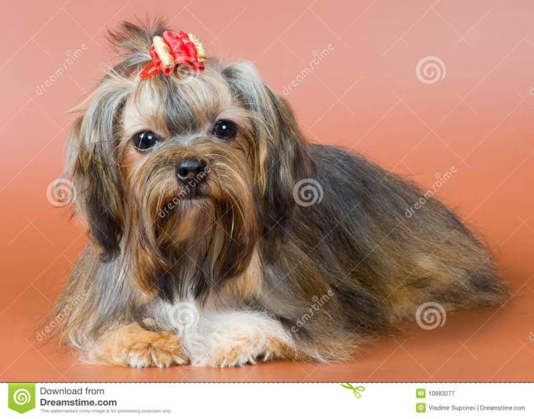 schoothondje-studio-10683277